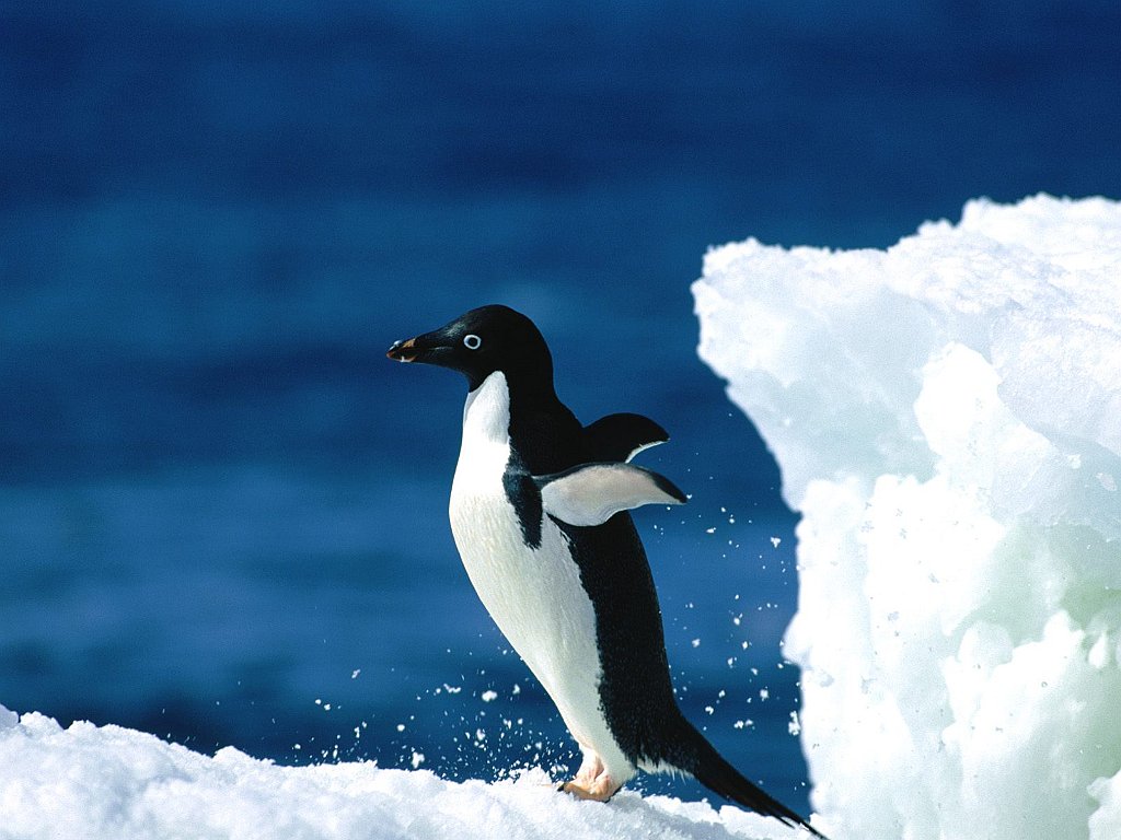 Ready For Takeoff!, Adelie Penguin